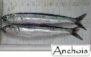 POISSONS/ANCHOIS_1.jpg