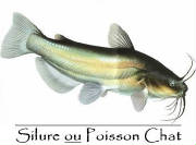 POISSONS/POISSON_CHAT.jpg