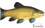 POISSONS/TANCHE.jpg