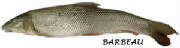 POISSONS/poisson-barbeau.jpg