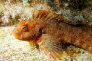 POISSONS/poisson_cabote.jpg