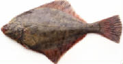 POISSONS/poisson_flet_flounder.jpg