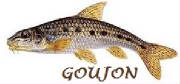 POISSONS/poisson_goujon.jpg