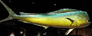 POISSONS/poisson_mahi_mahi.JPG