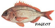 POISSONS/poisson_pageot.jpg