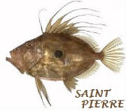 POISSONS/poisson_saint_pierrre.jpg