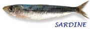 POISSONS/poisson_sardine.jpg