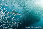POISSONS/poisson_sardine_banc.jpg