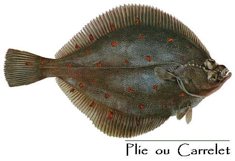 POISSONS/PLIE_CARRELET.gif