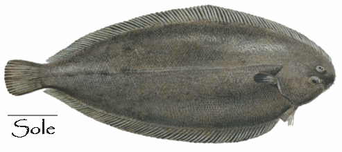 POISSONS/SOLE.gif