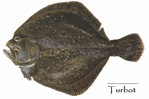 POISSONS/TURBOT.gif