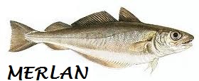 POISSONS/poisson_merlan.jpg