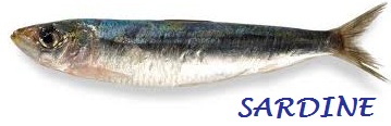 POISSONS/poisson_sardine.jpg
