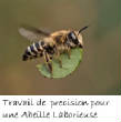 POISSONS_deepsea/Abeille_Laborieuse.jpg