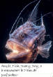 POISSONS_deepsea/Angle_Fish_Scary_Boy_3.jpg