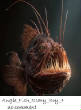 POISSONS_deepsea/Angle_Fish_Scary_Boy_4.jpg