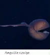 POISSONS_deepsea/Anguille_Goulper.jpg