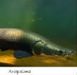 POISSONS_deepsea/Arapaima.jpg