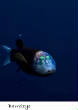 POISSONS_deepsea/Barreleye_Fish.jpg