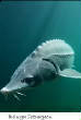 POISSONS_deepsea/Beluga_Esturgeon.jpg