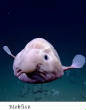 POISSONS_deepsea/Blobfish.jpg