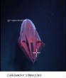 POISSONS_deepsea/Calamar_Vampire.jpg