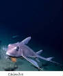 POISSONS_deepsea/Chimere.jpg