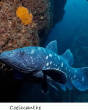 POISSONS_deepsea/Coelacanthe.jpg
