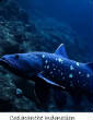 POISSONS_deepsea/Coelacnathe_Indonesien.jpg