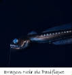 POISSONS_deepsea/Dragon_Noir_Pacifique_.jpg