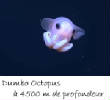 POISSONS_deepsea/Dumbo_octopus.jpg