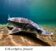 POISSONS_deepsea/Esturgeon_Jaune.jpg