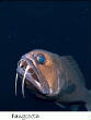 POISSONS_deepsea/Fangttoth.jpg