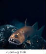 POISSONS_deepsea/Glowing_Fish.jpg