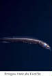POISSONS_deepsea/Gragon_Noir_Pacific.jpg