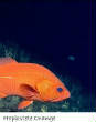 POISSONS_deepsea/Hoplostete_Orange.jpg