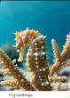 POISSONS_deepsea/Hypocampe.jpg