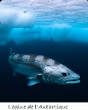 POISSONS_deepsea/Legine_antartique.jpg