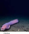 POISSONS_deepsea/Marine.jpg