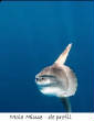 POISSONS_deepsea/Mola_.jpg