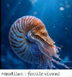 POISSONS_deepsea/Nautilus.jpg
