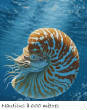 POISSONS_deepsea/Nautilus_1.jpg