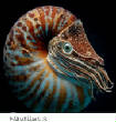 POISSONS_deepsea/Nautilus_3.jpg
