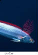POISSONS_deepsea/Oarfish.jpg