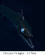 POISSONS_deepsea/Poisson_Dragon_face.jpg
