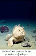 POISSONS_deepsea/Poisson_Tranquille.jpg
