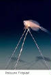 POISSONS_deepsea/Poisson_Trepied.jpg