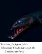 POISSONS_deepsea/Poisson_dragon_noir.jpg