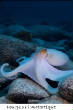 POISSONS_deepsea/Poiulpe_Antartique.jpg