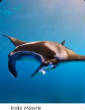 POISSONS_deepsea/Raie_Manta.jpg